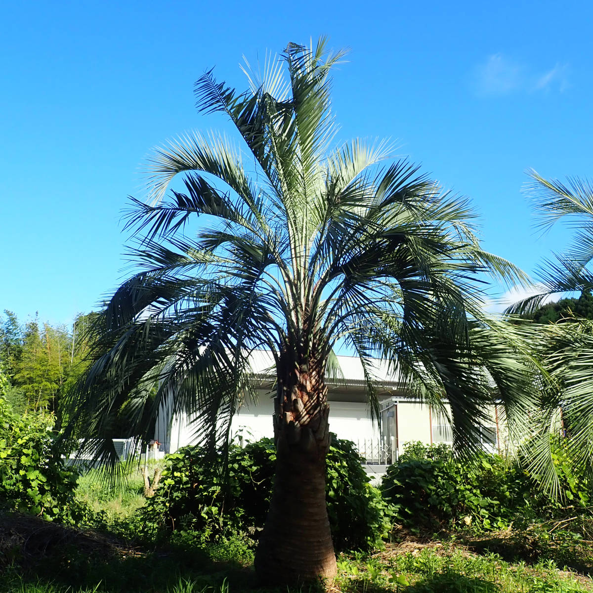 唯一無二! 静岡県産の巨大ココスヤシ (ブティア・ヤタイ) ヤタイ椰子 高さの全長５m以上、幹高約３m 根元の幹周３m 地上１m の幹周囲２mの画像1