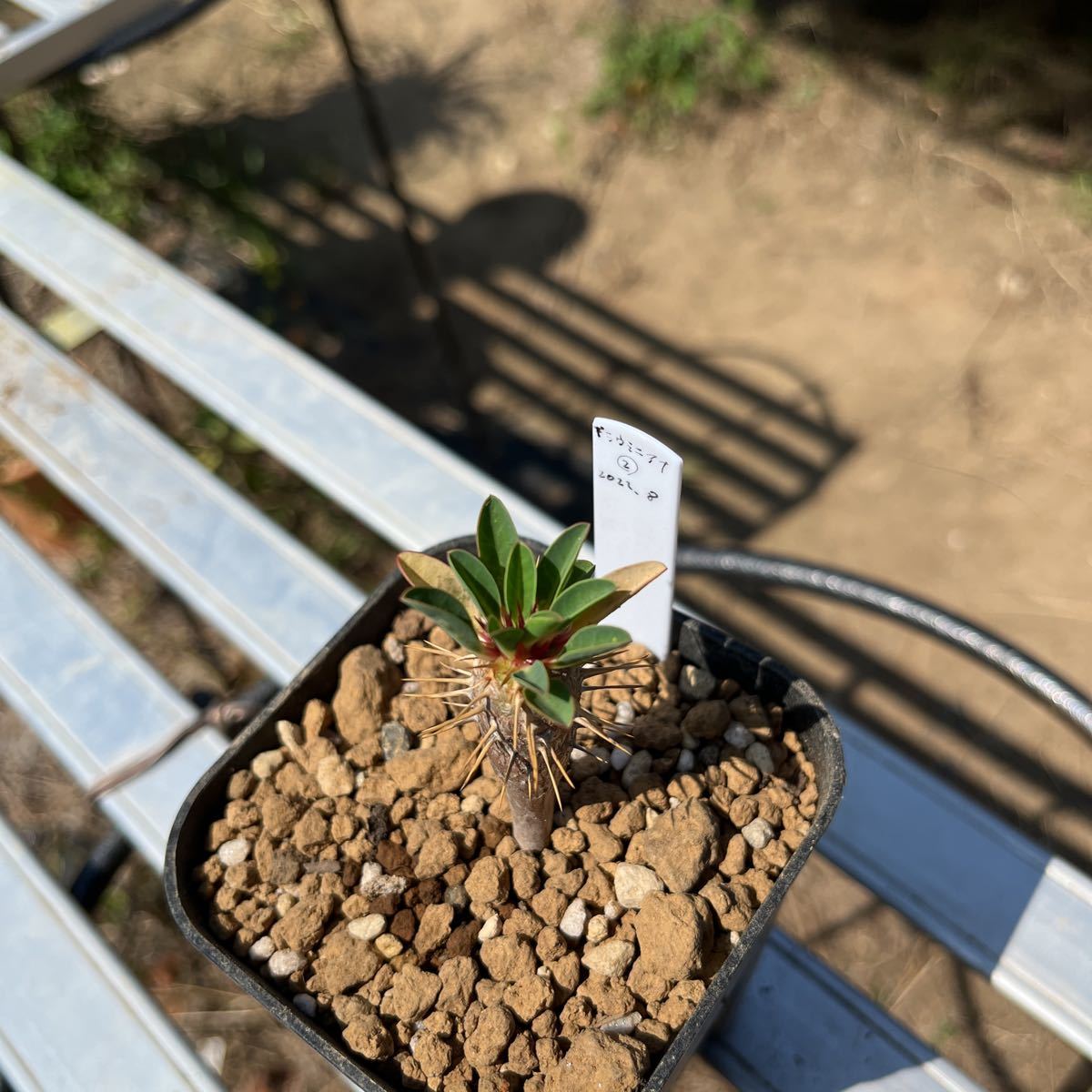 ギラウミニアナ 2 ユーフォルビア パキポディウム 塊根植物 多肉植物