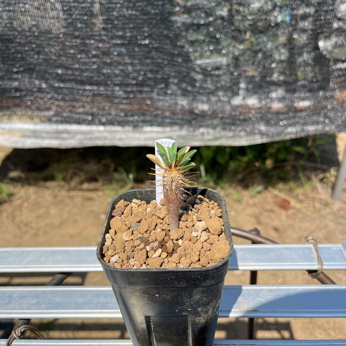 ギラウミニアナ 2 ユーフォルビア パキポディウム 塊根植物 多肉植物