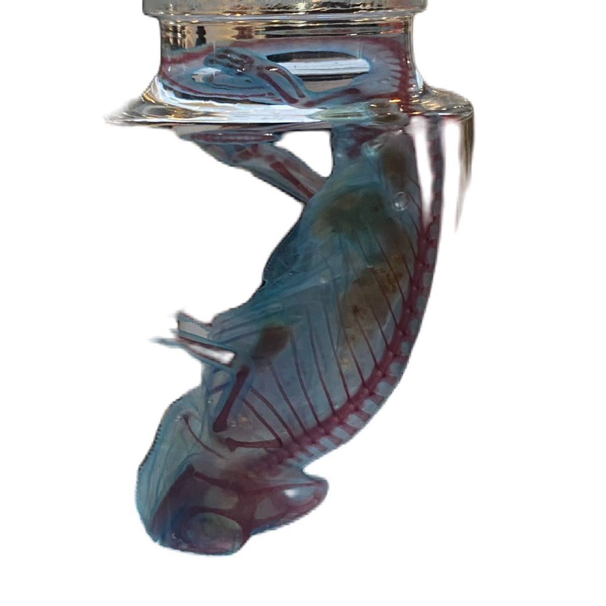 エボシカメレオン　カメレオン　透明標本