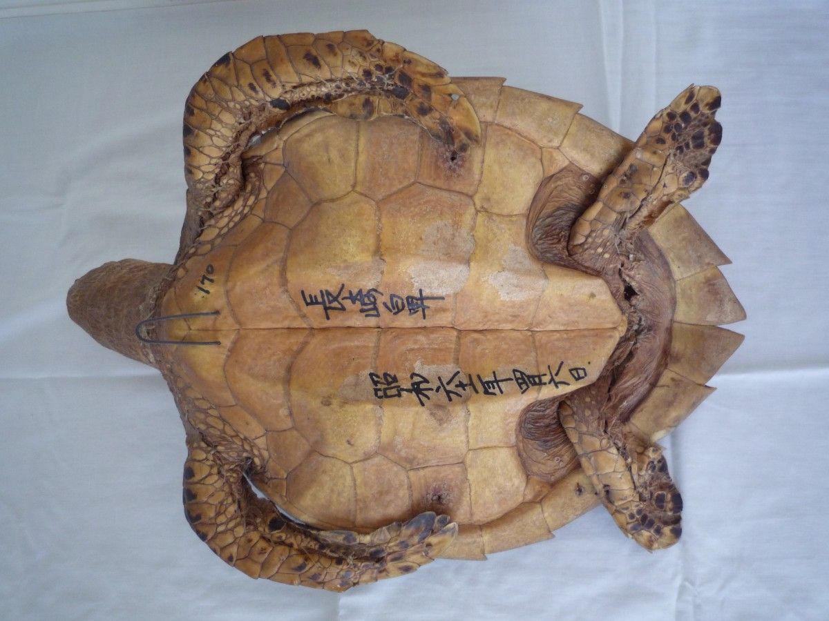 タイマイ剥製 海亀剥製 べっ甲 国際希少野生動植物登録済|Yahoo タイマイ剥製 海亀剥製 べっ甲 国際希少野生動植物登録済|Yahoo