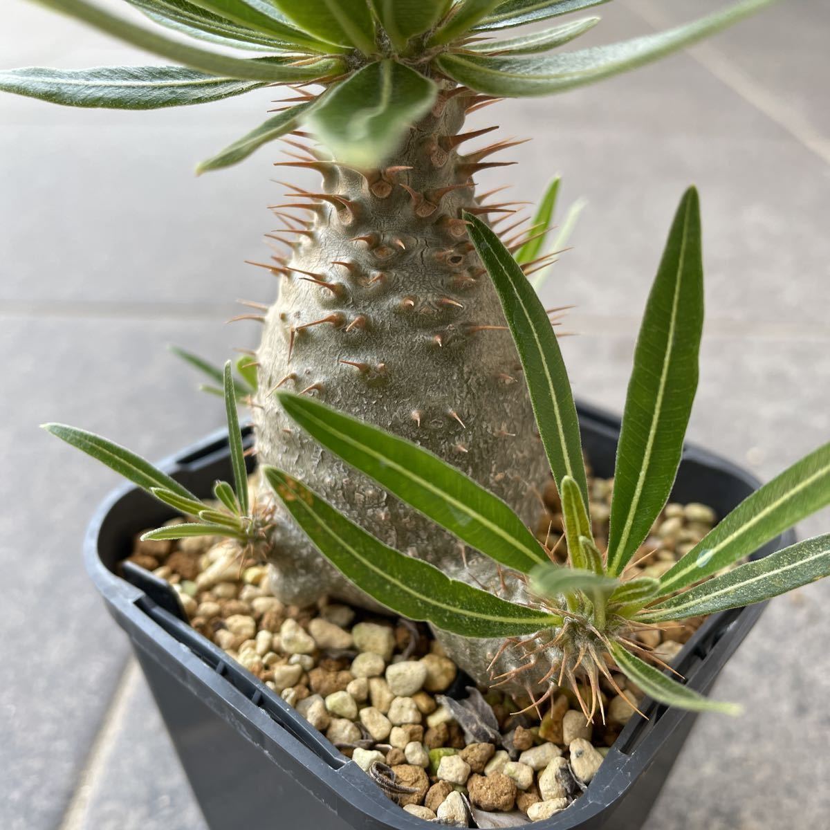 パキポディウム グラキリス 伊藤ハイブリッド 2株 Pachypodium