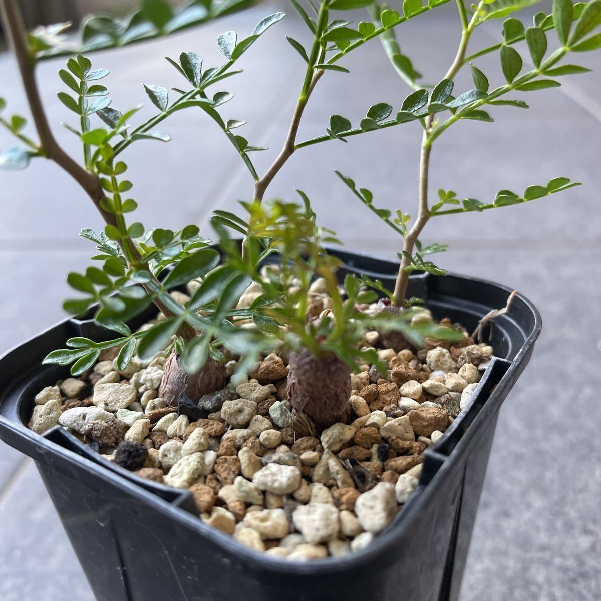 格安アウトレット 手作植木鉢 Lサイズ 検（ 塊根植物 グラキリス