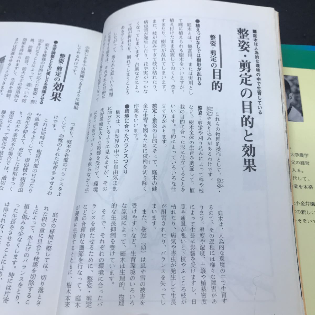 g-600 樹種別庭木の整姿・剪定 著/村越匡芳 整姿・剪定の基礎 株式会社立風書房 1982年発行 ※5 _画像4