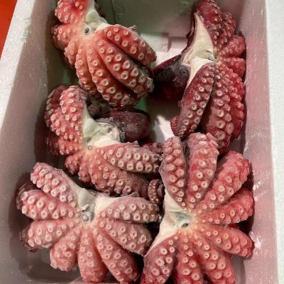 * special selection![moroko production .. octopus ( genuine .)] profit pack!3Kg(4~6 tail ) sudden speed freezing . freshness eminent!8kg till uniform carriage . we deliver!