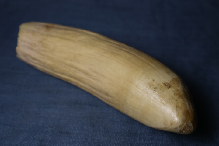 マッコウクジラ歯抹香鯨３９５ｇ 検鯨歯大型珍品希少骨董オブジェ時代