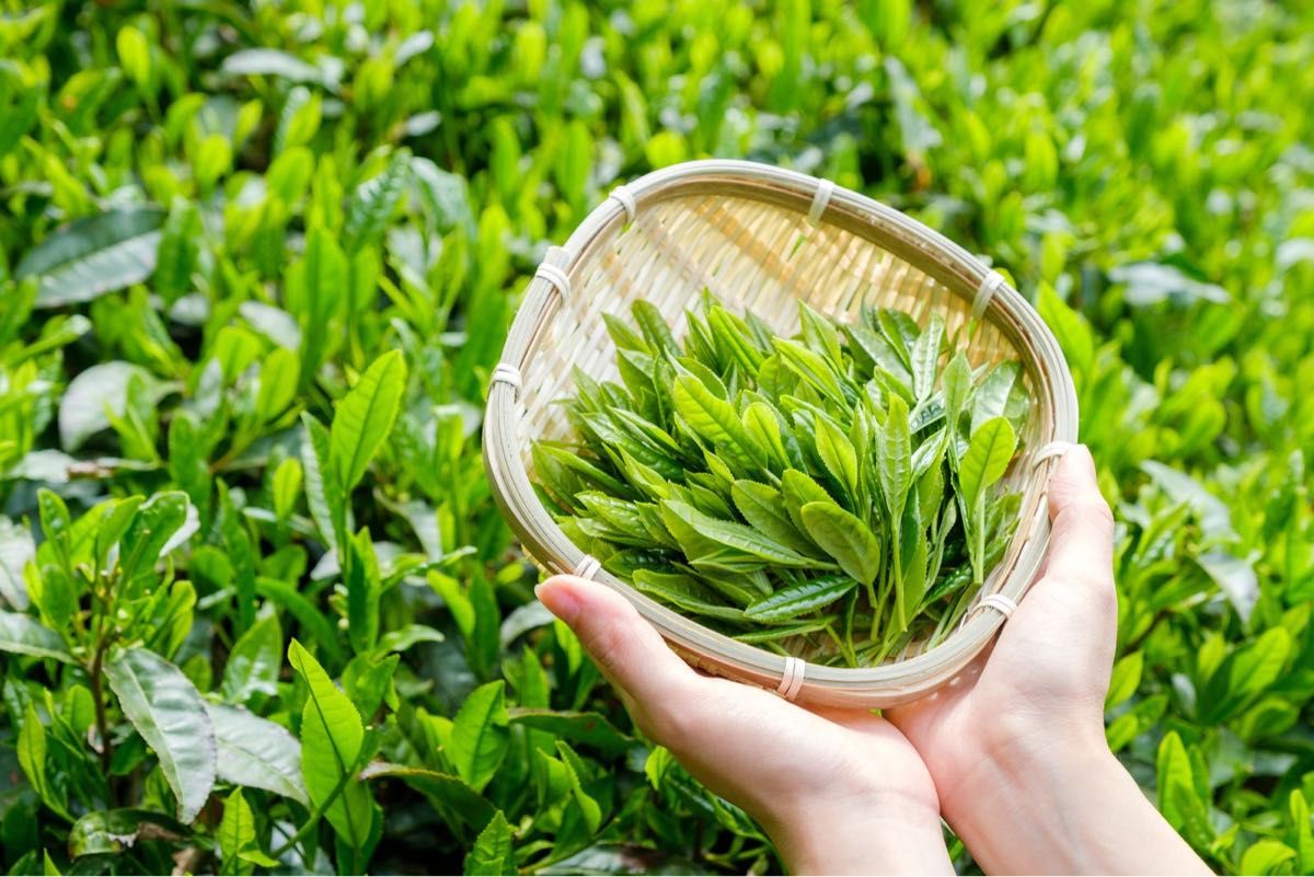 【産地直売】玄米茶粉末225g 茶葉の栄養まるごと 静岡 牧之原