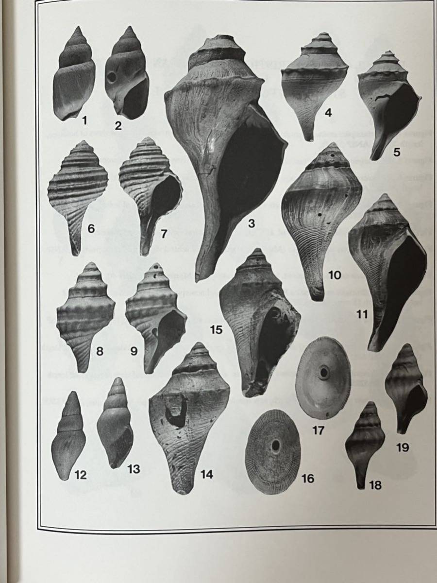 ☆ 洋書「NEOGENE HISTORY TROPICAL AMERICAN MOLLUSKS」熱帯アメリカの軟体動物=巻貝の歴史図鑑 1988 英語版_画像3