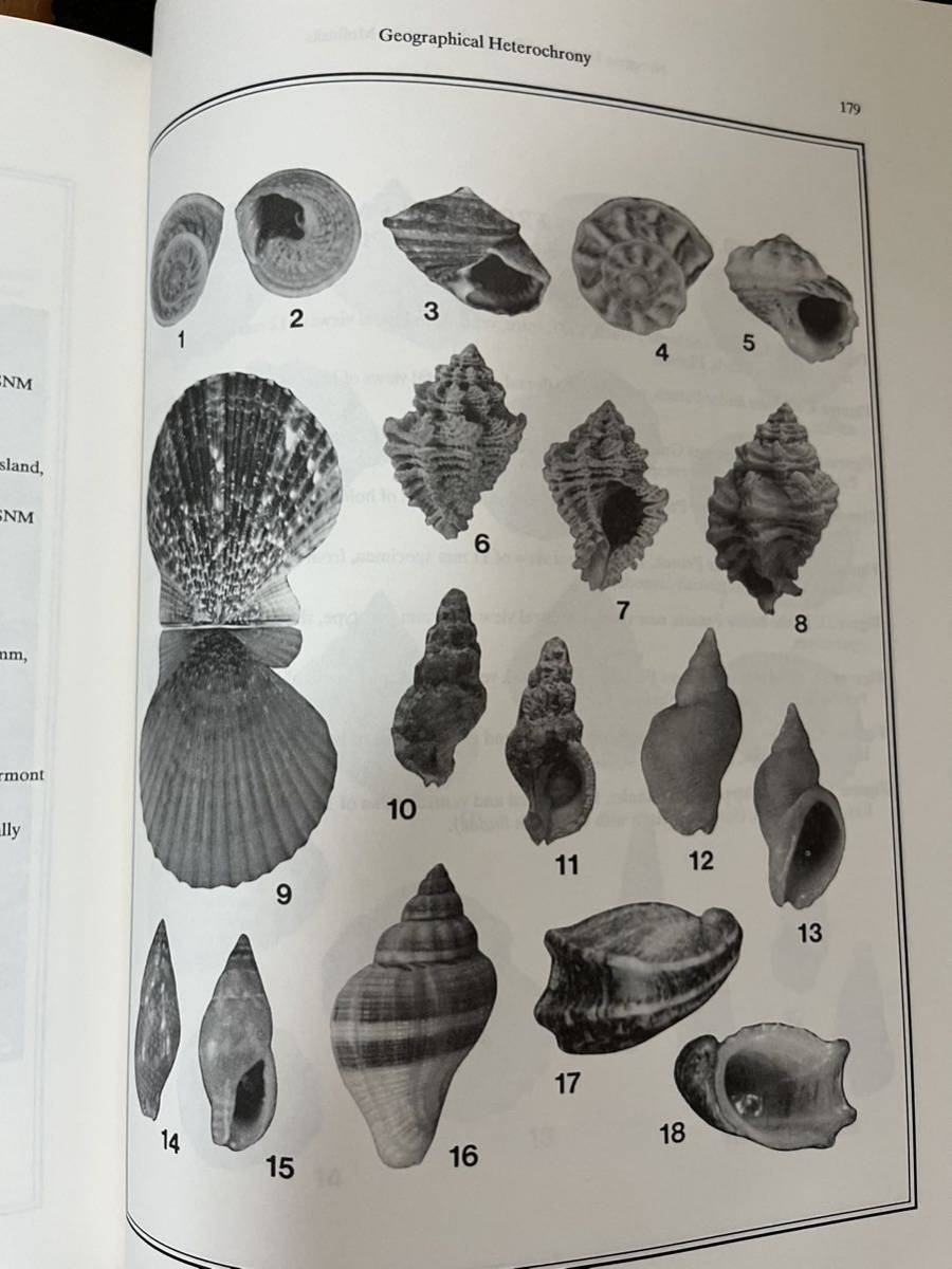 ☆ 洋書「NEOGENE HISTORY TROPICAL AMERICAN MOLLUSKS」熱帯アメリカの軟体動物=巻貝の歴史図鑑 1988 英語版_画像9