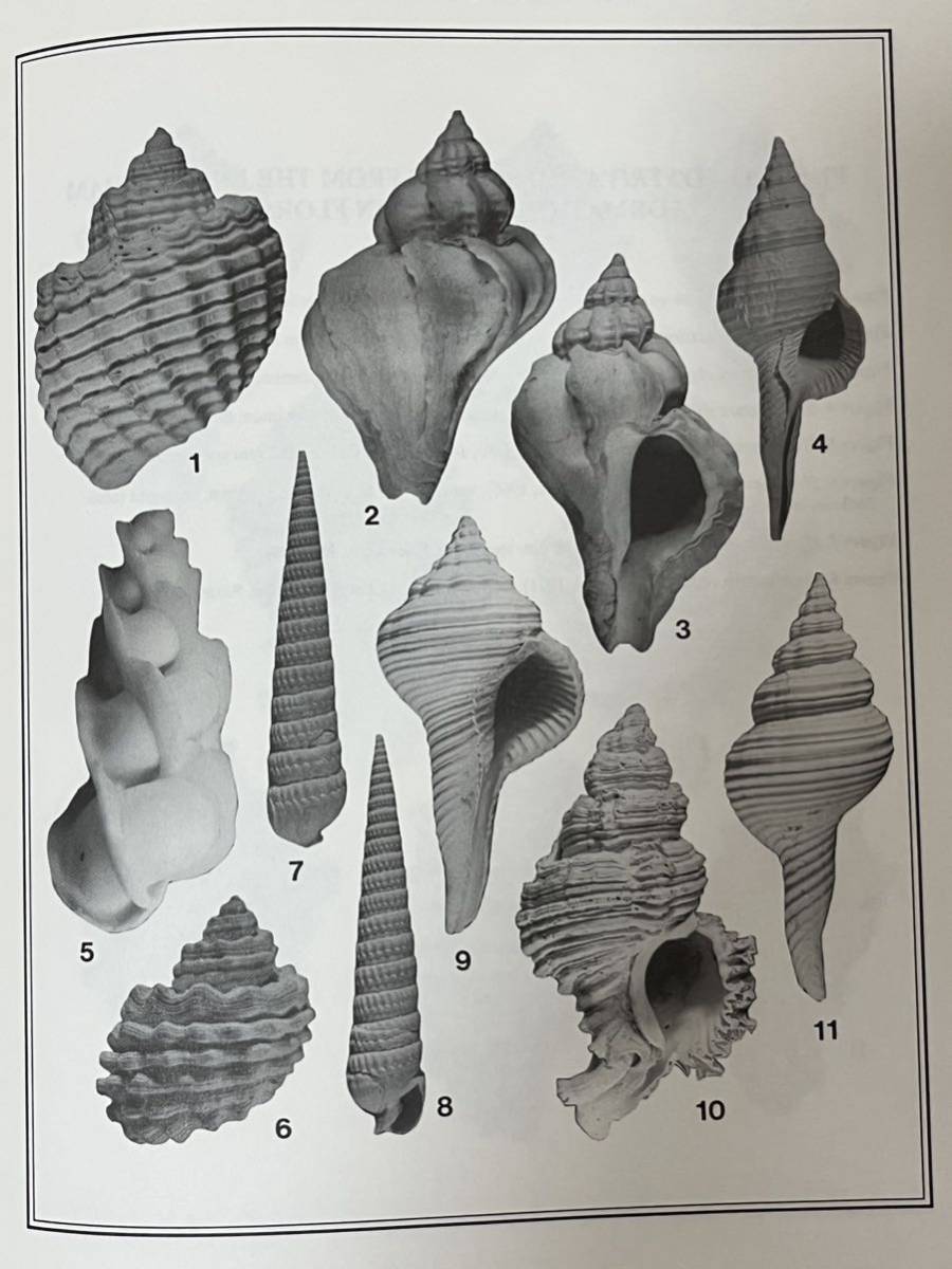 ☆ 洋書「NEOGENE HISTORY TROPICAL AMERICAN MOLLUSKS」熱帯アメリカの軟体動物=巻貝の歴史図鑑 1988 英語版_画像6