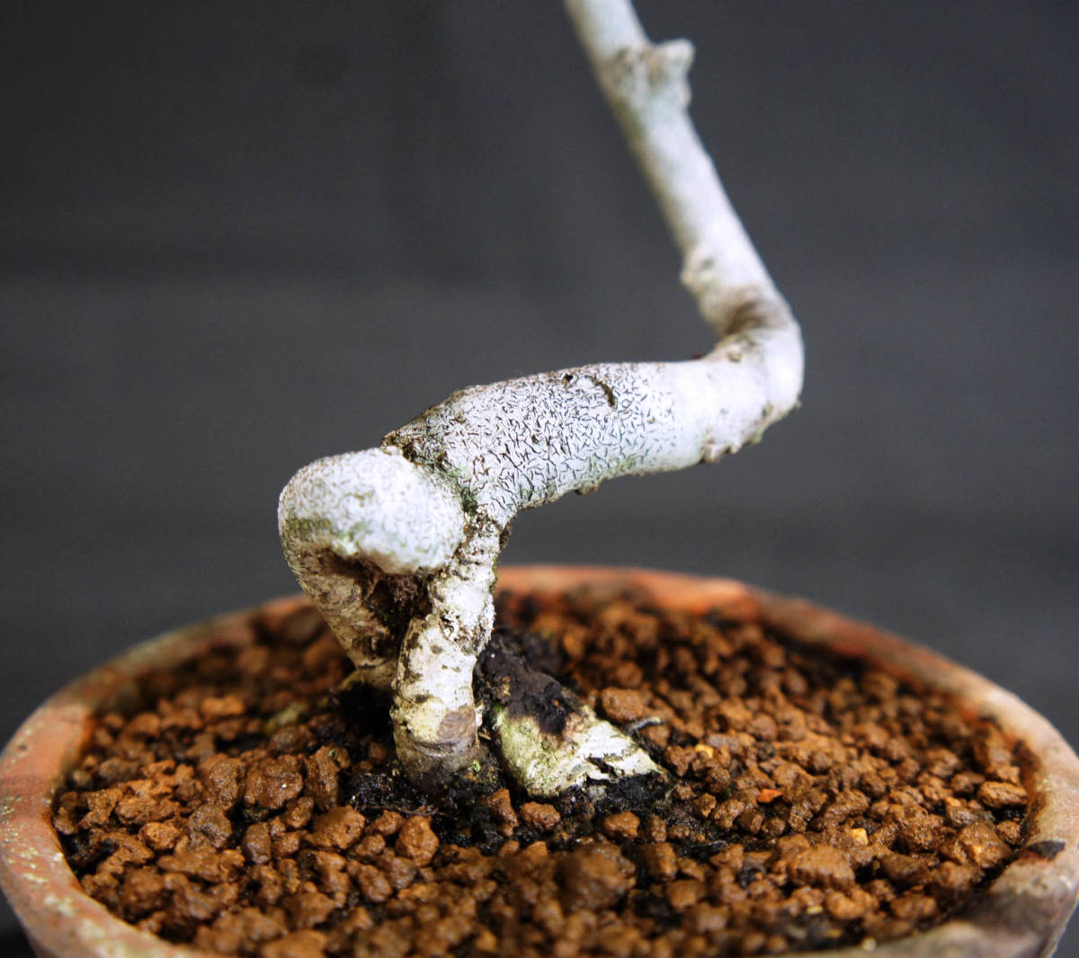  konara oak bonsai seedling depth 16cm width 24cm height 23cm