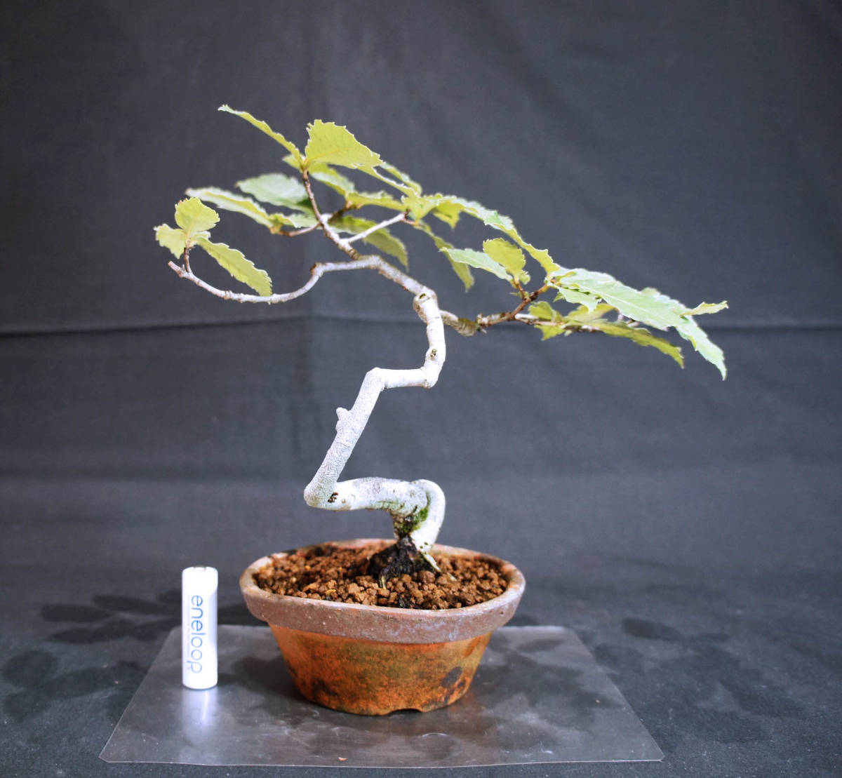  konara oak bonsai seedling depth 16cm width 24cm height 23cm