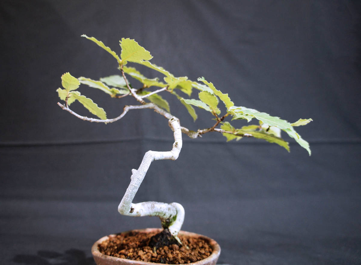  konara oak bonsai seedling depth 16cm width 24cm height 23cm