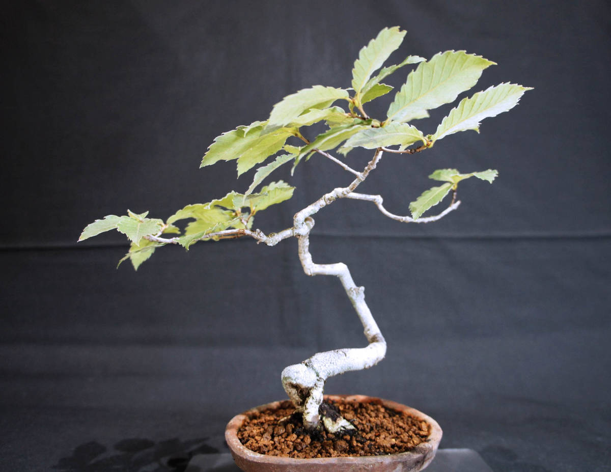  konara oak bonsai seedling depth 16cm width 24cm height 23cm