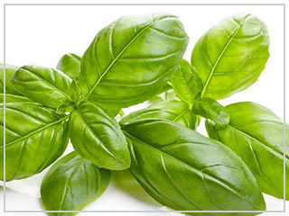 [ free shipping * organic * kind ] sweet basil 0.3 gram pesticide un- use basil 