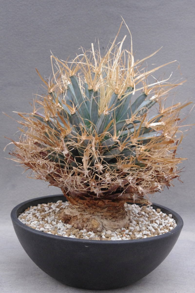 1円~ 2頭 レウクテンベルギア プリンキピス 晃山 Leuchtenbergia