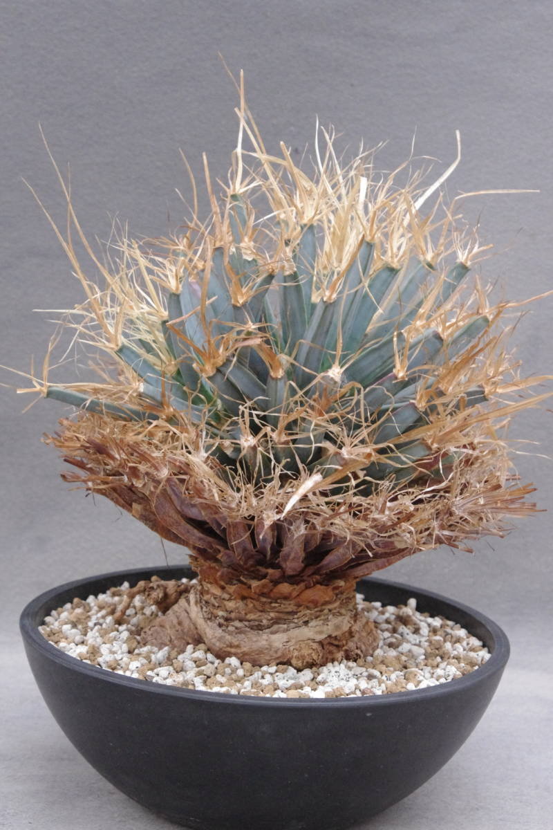 1円~ 2頭 レウクテンベルギア プリンキピス 晃山 Leuchtenbergia