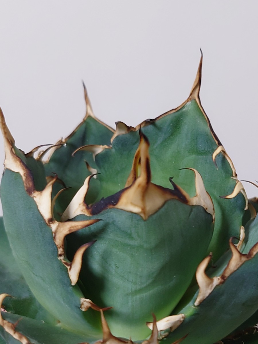 アガベ チタノタ ハデス】113 agave titanota hades 黒帝斯 恐竜 アガベ チタノタ ハデス】113 agave titanota hades 黒帝斯 恐竜