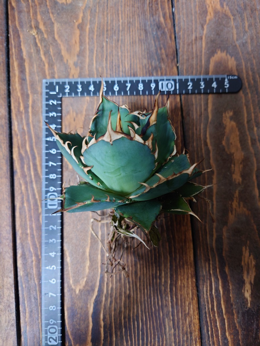 アガベ チタノタ ハデス】113 agave titanota hades 黒帝斯 恐竜 アガベ チタノタ ハデス】113 agave titanota hades 黒帝斯 恐竜
