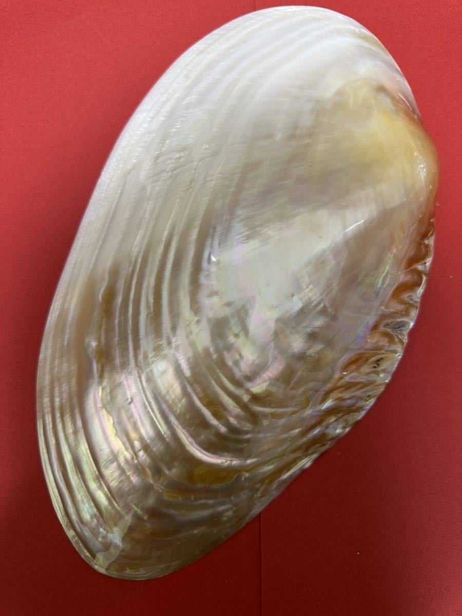 パールシェル　天然貝殻　お皿　螺鈿　ルアー　手作り　アワビ貝殻　黒蝶貝殻6
