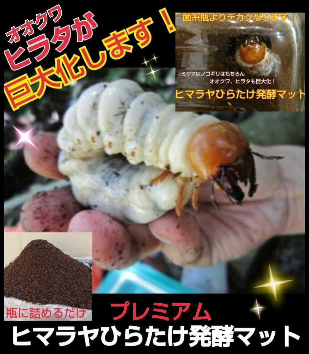  evolved! premium 3 next departure . stag beetle mat! nutrition addition agent * symbiosis bacteria 3 times combination! Miyama * saw * rainbow color * common ta* Anne te. on a grand scale become 