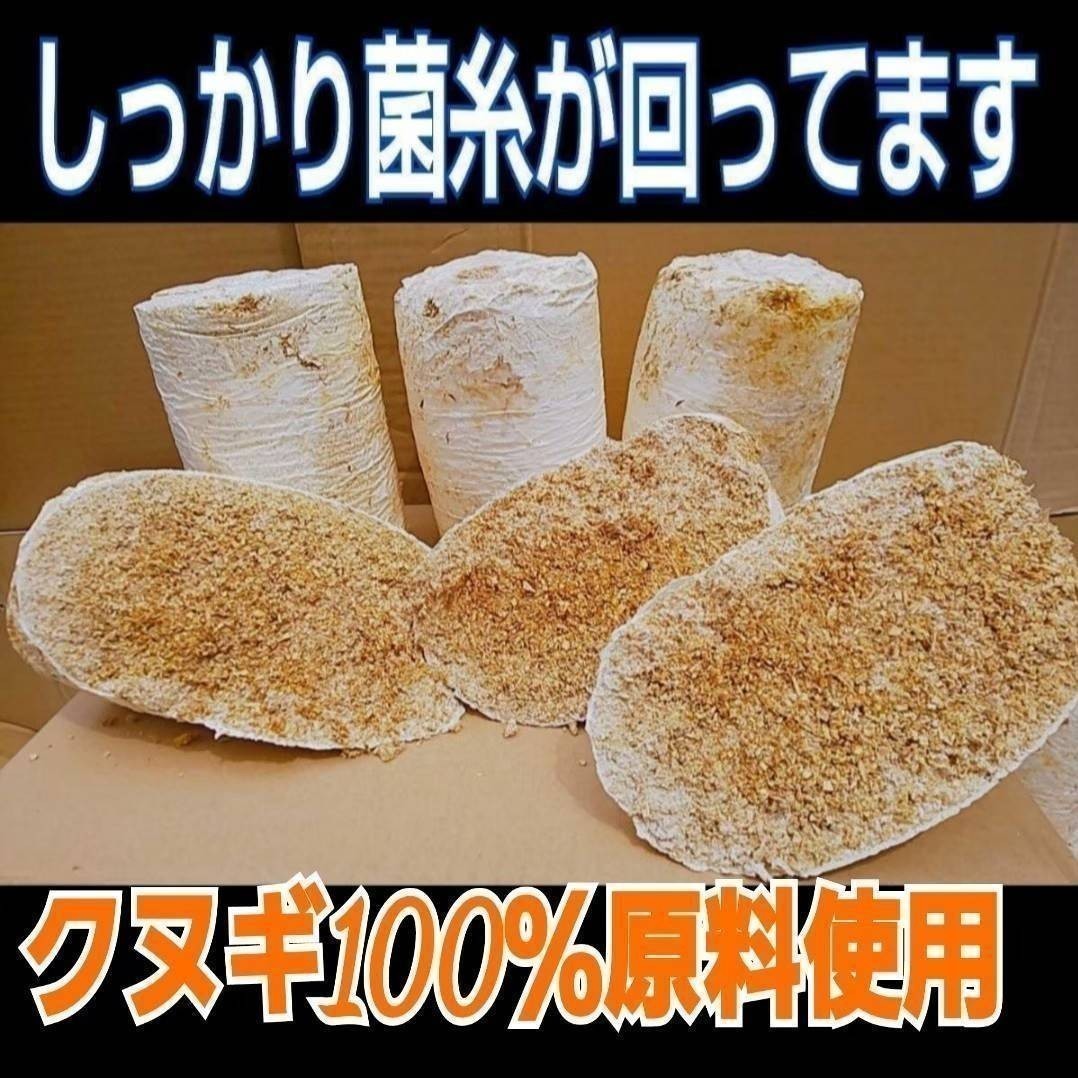 割れてるから格安です！　オオヒラタケ菌床ブロック　　　　カブトムシ幼虫の栄養強化に！マットに埋め込むだけ！　クワガタの産卵床にも_画像3