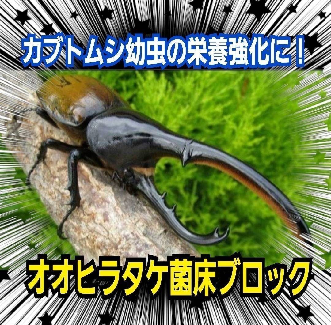 [3 pcs set ] stag beetle. production egg material. instead of! oo common take. floor block easily .... therefore larva. tenth ... comfort.! mat . embed only 