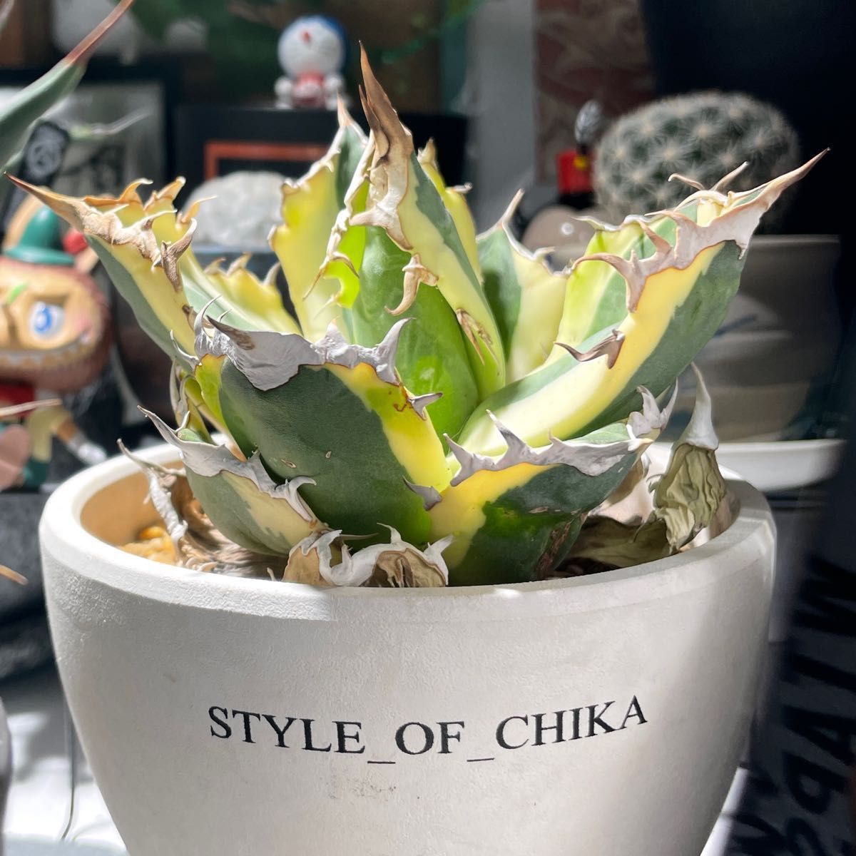 Agave titanota Style of Chika US OLD スペシャルPUP Agave titanota Style of Chika US OLD スペシャルPUP