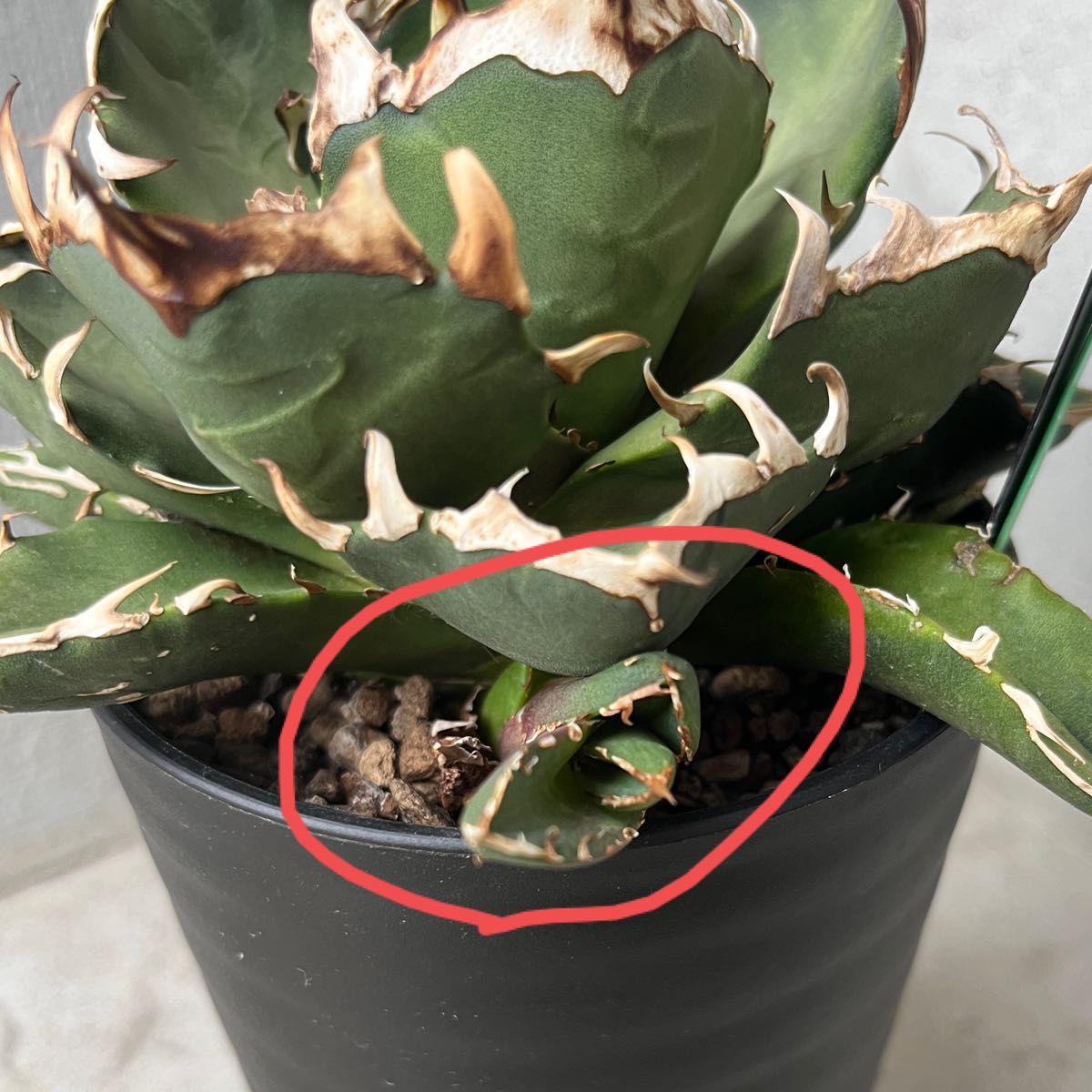 Agave Titanota 雪峰 鬼爪 ピカチュウ 子株-