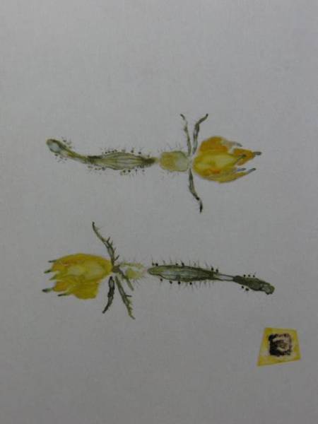 片岡鶴太郎、【きゅうりの花】、希少画集・額装画、新品・日本製額縁付、状態良好、送料無料、yy