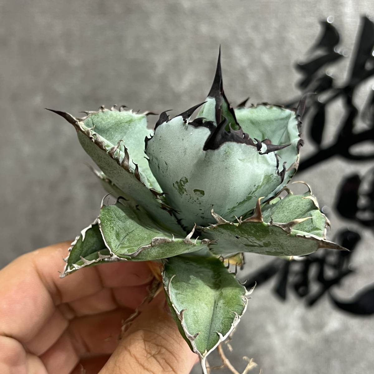 龍園觀】①No.21 特選 アガベ 多肉植物 チタノタ BB ブラッ | JChere
