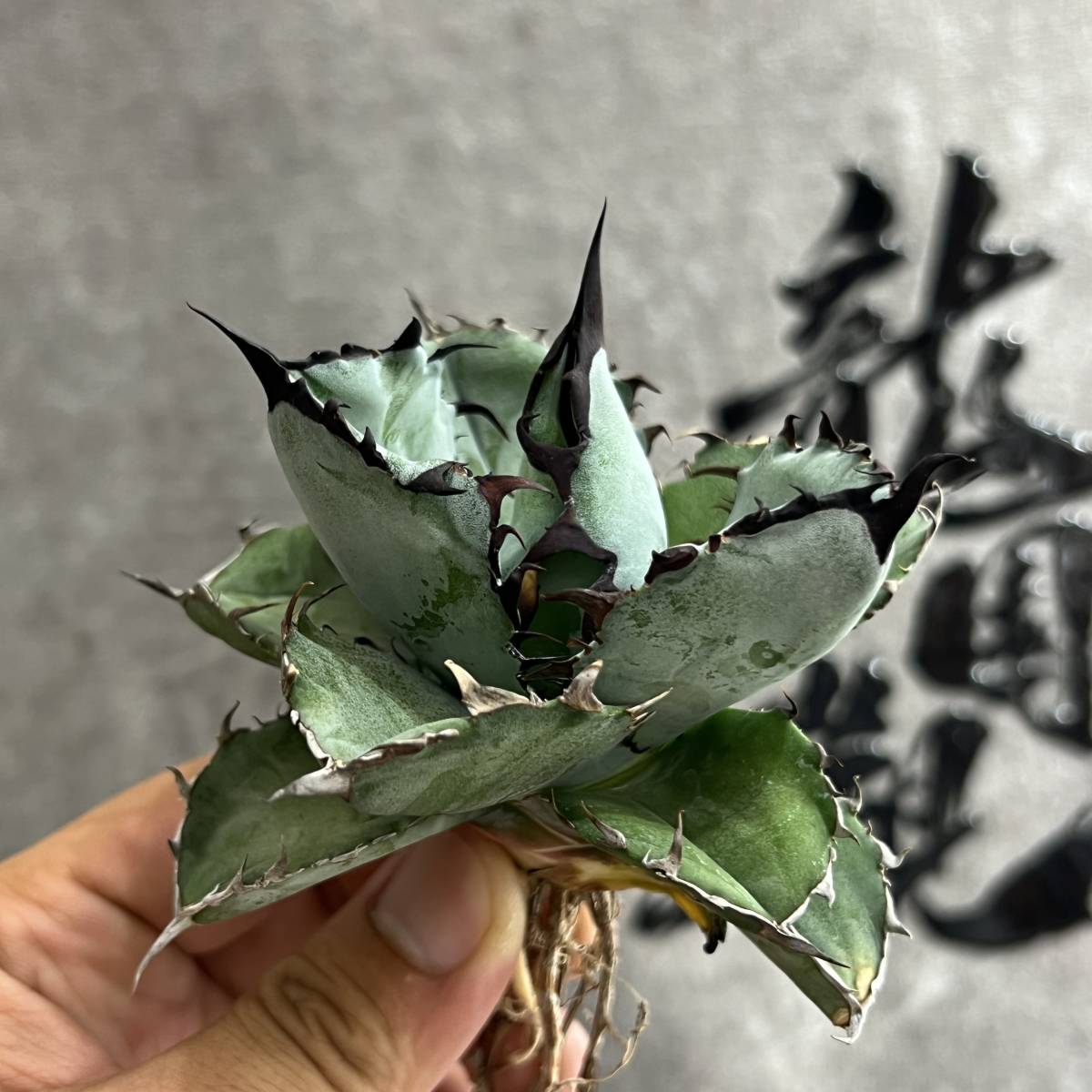 龍園觀】①No.21 特選 アガベ 多肉植物 チタノタ BB ブラッ | JChere