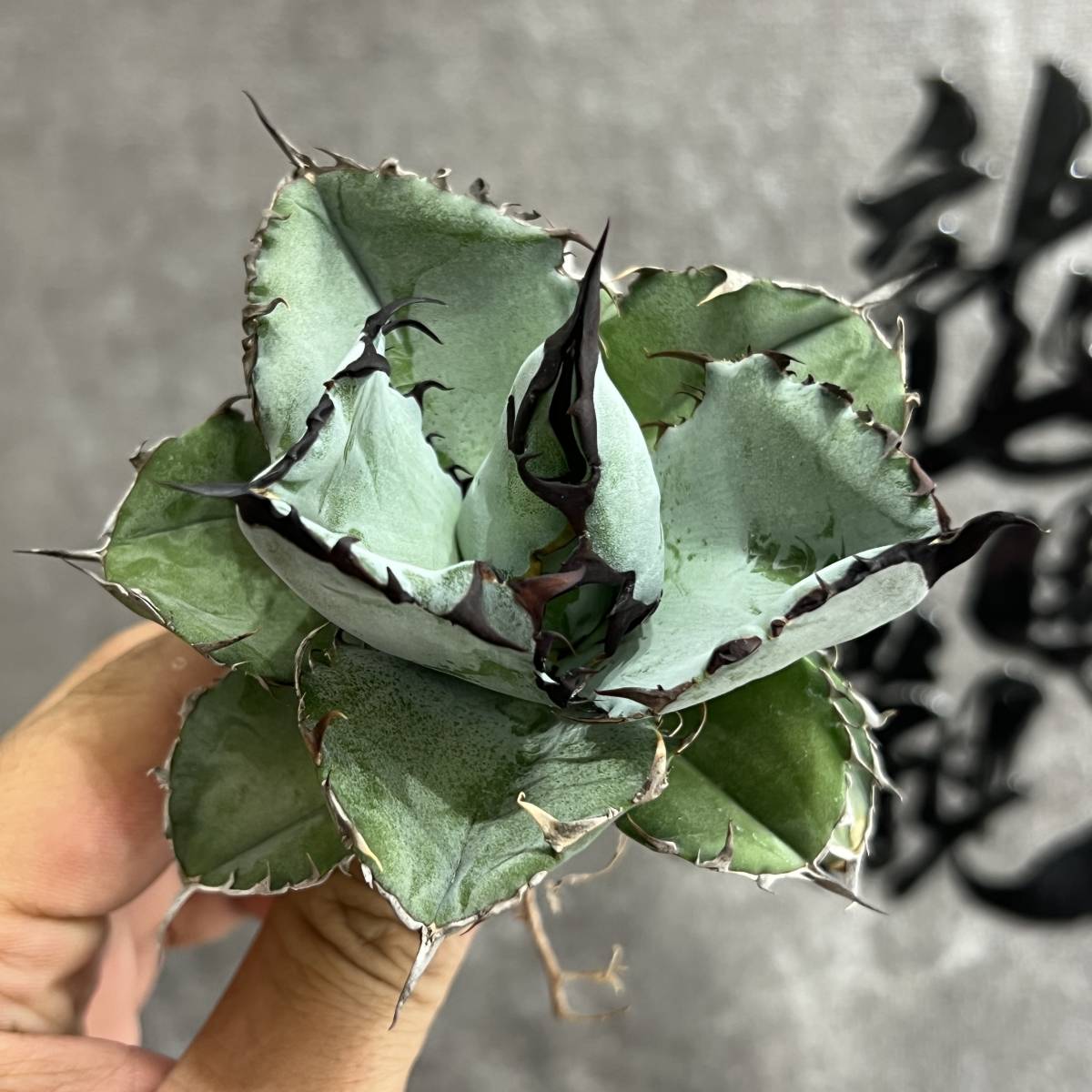 龍園觀】①No.21 特選 アガベ 多肉植物 チタノタ BB ブラッ | JChere
