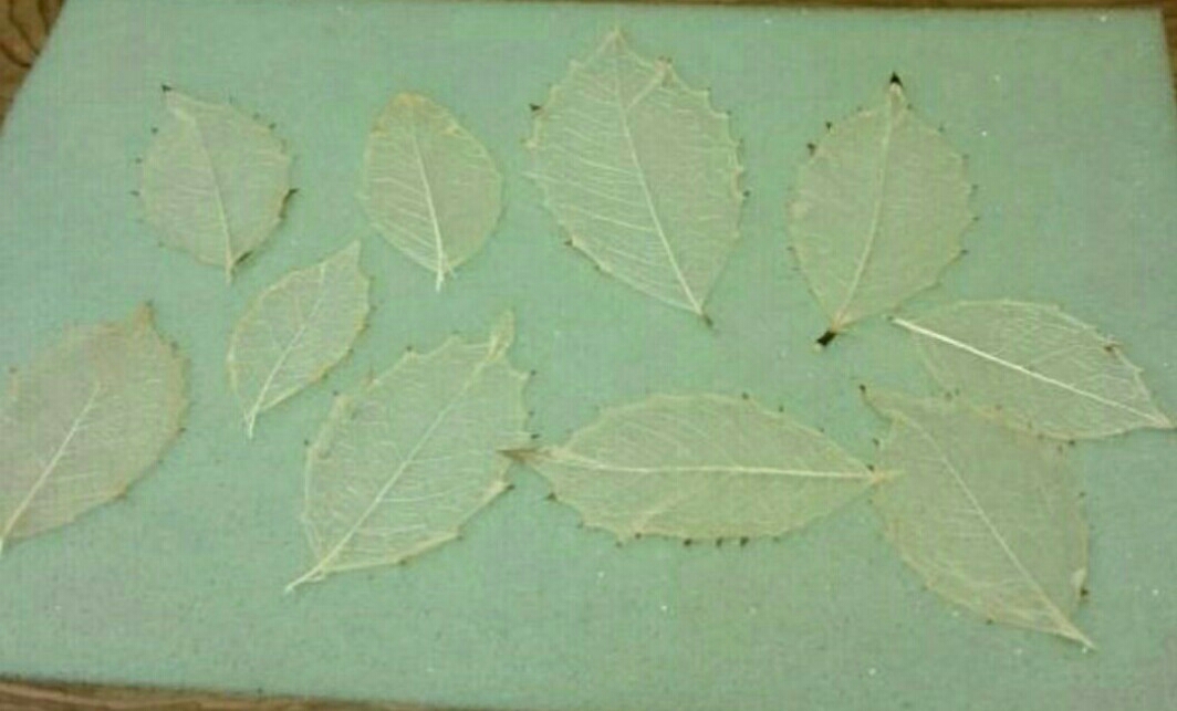 Doo skeleton leaf osmanthus heterophyllus 30 sheets entering craft parts material specimen 
