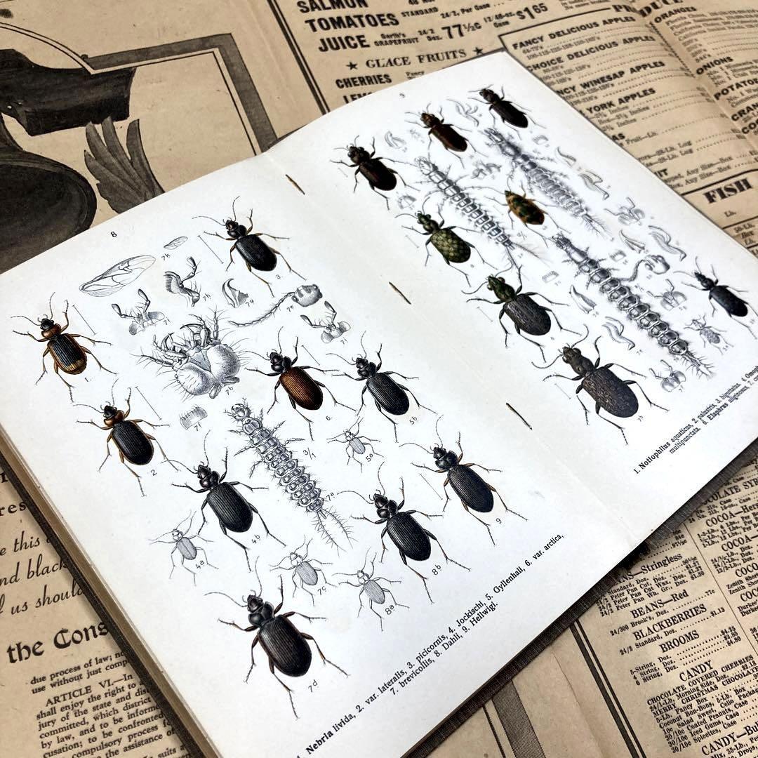 逆輸入 ドイツ 虫図鑑 虫の絵 昆虫の絵 リトグラフ アンティーク昆虫