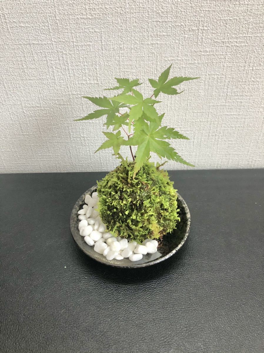 イロハモミジの苔玉小石お皿付き04｜代購幫