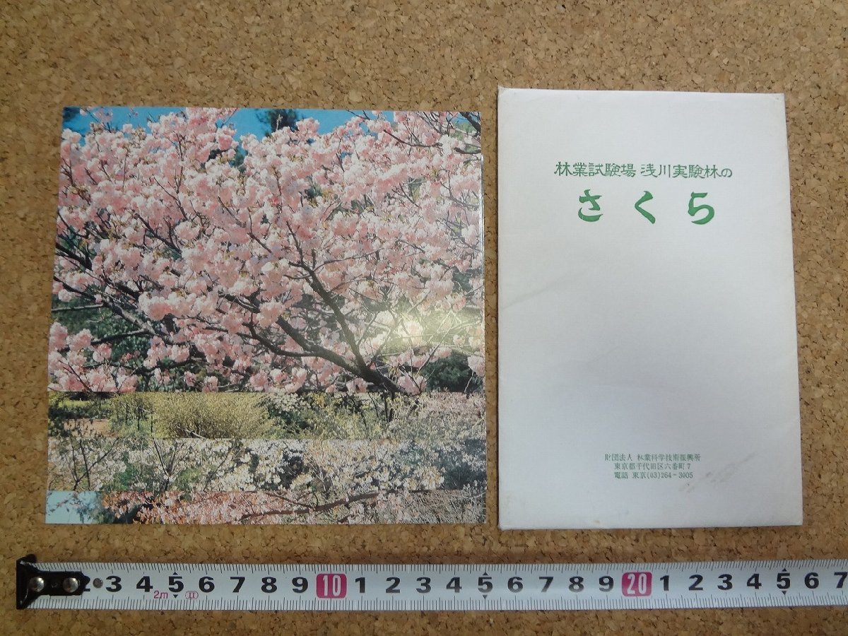 b□　林業試験場 浅川実験林のさくら　絵葉書　4枚セット　桜　東京都八王子市　/c5_画像1