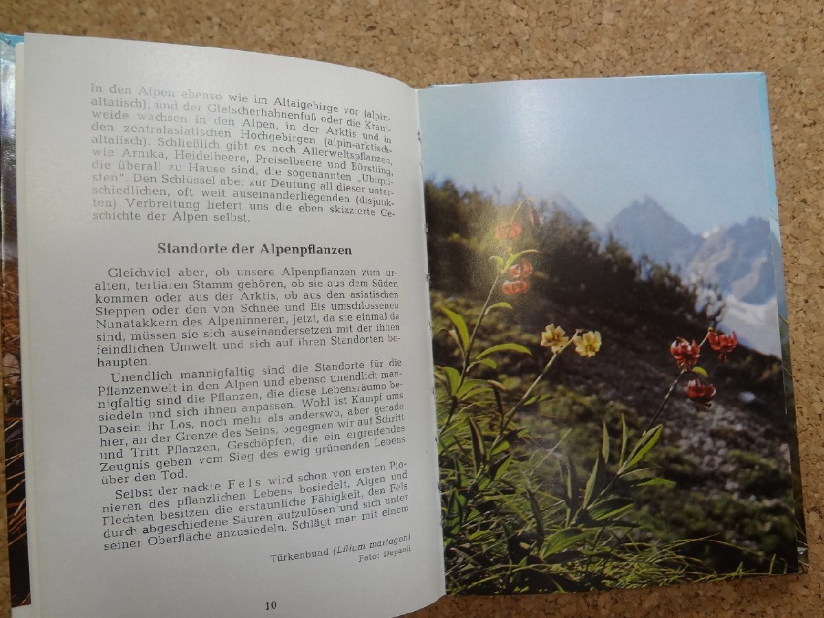 b□　洋書　Die Alpen Bluhen　(ドイツ語表記)　アルプスに咲く花　高山植物　オーストリア　/b13_画像4