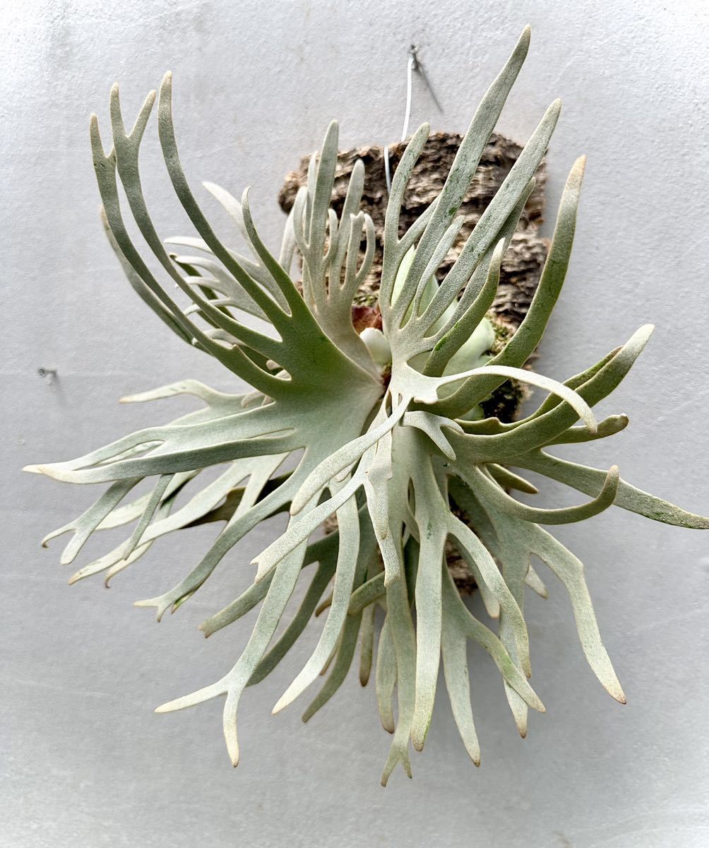 P. willinckii 'Jade Girl' spore grown ウィリンキー【vandaka P. willinckii 'Jade Girl' spore grown ウィリンキー【vandaka