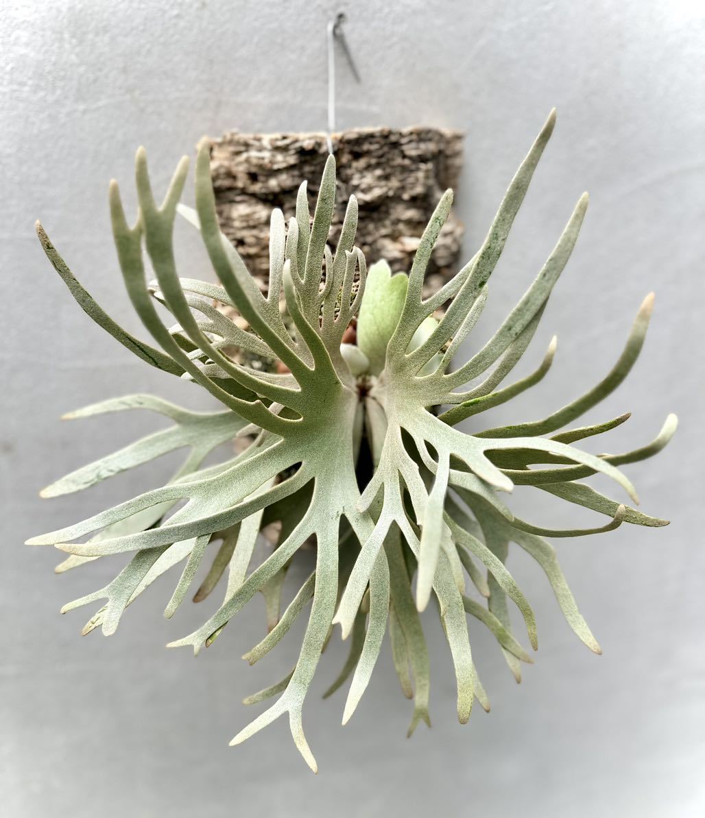 P. willinckii 'Jade Girl' spore grown ウィリンキー【vandaka】ビカクシダ