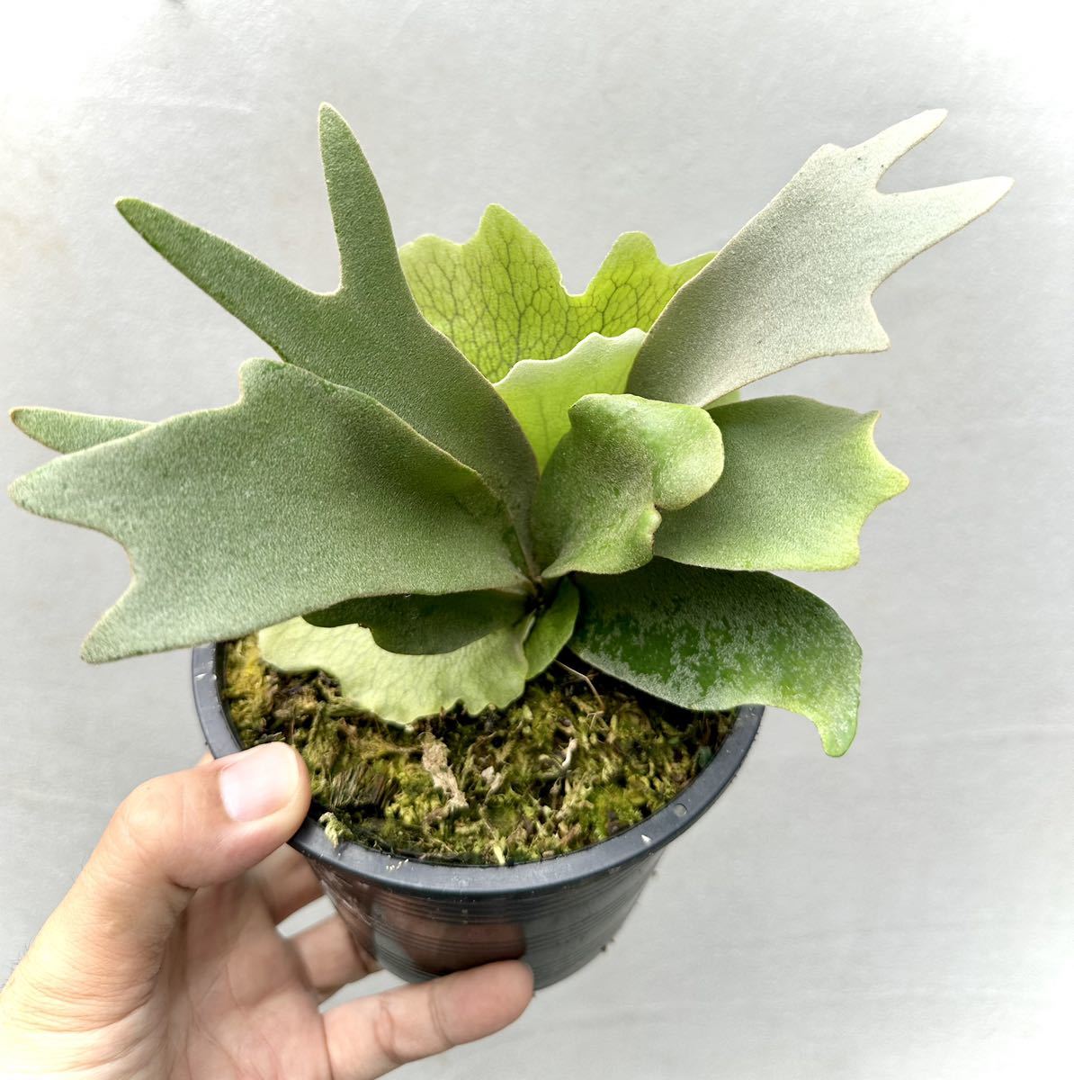 Yahoo!オークション - P. willinckii 'Yellow Moon' dwarf spore Yahoo!オークション - P. willinckii 'Yellow Moon' dwarf spore