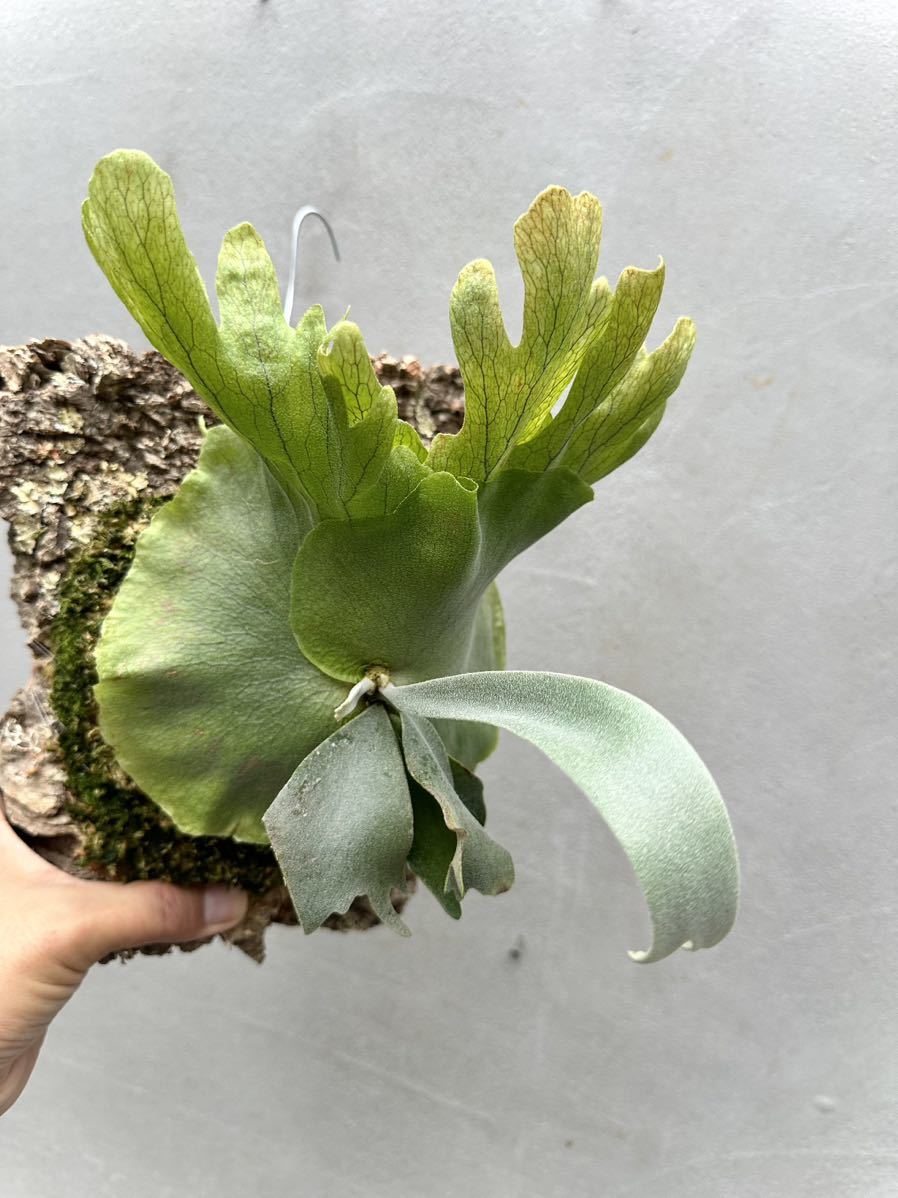 P. willinckii 'Blue Queen' spore grown ウィリンキー【vandaka P. willinckii 'Blue Queen' spore grown ウィリンキー【vandaka