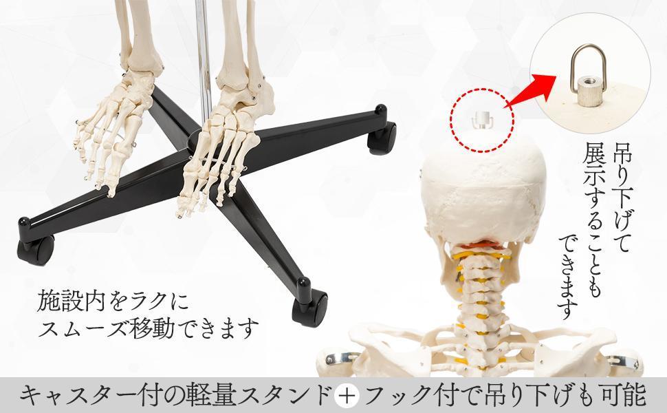 【新品即決】等身大 人体模型 170cm 神経根有り 全身骨格模型 骨格標本 骸骨模 オブジェ 学校（国際規格認証品）_画像9