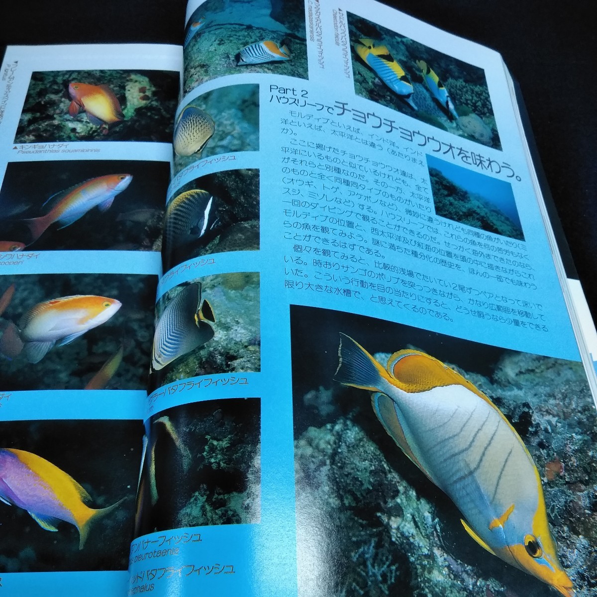 e-520 愛魚情報誌　フィシュマガジン　1993年5月号　この春あなたに贈る海外現地物語　緑書房※10_画像3