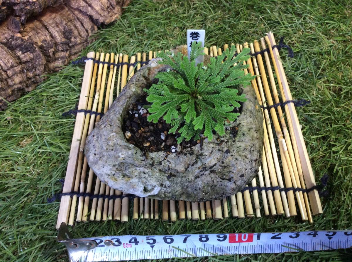 イワヒバ、岩松、巻柏です。冬越しします。溶岩鉢 Eに植わってます。和風のテーブルにどうですか？水切れに気をつけてください。葦簀付き。_画像3