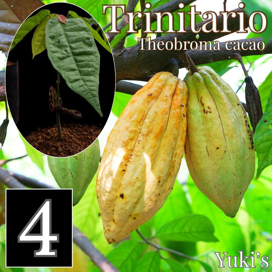 カカオ 苗x4[品種 トリニタリオ]Theobroma Cacao ‘Trinitario’