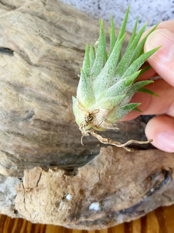 【Frontier Plants】 【現品　開花株】チランジア・イオナンタ・ピーチ（パープルフラワー） T. ionantha Peach (Purple Flower)【A】_画像3