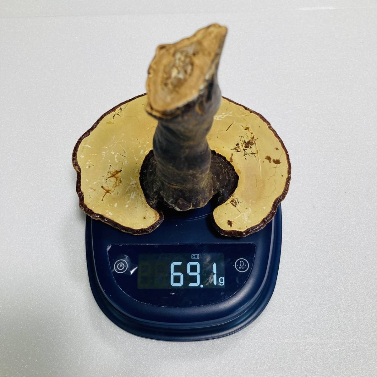 [ superior article!] bracket fungus mannentake 3 pcs set 60g rom and rear (before and after) * free shipping * 3,300 jpy ~ monkey noko deer ke mushrooms 