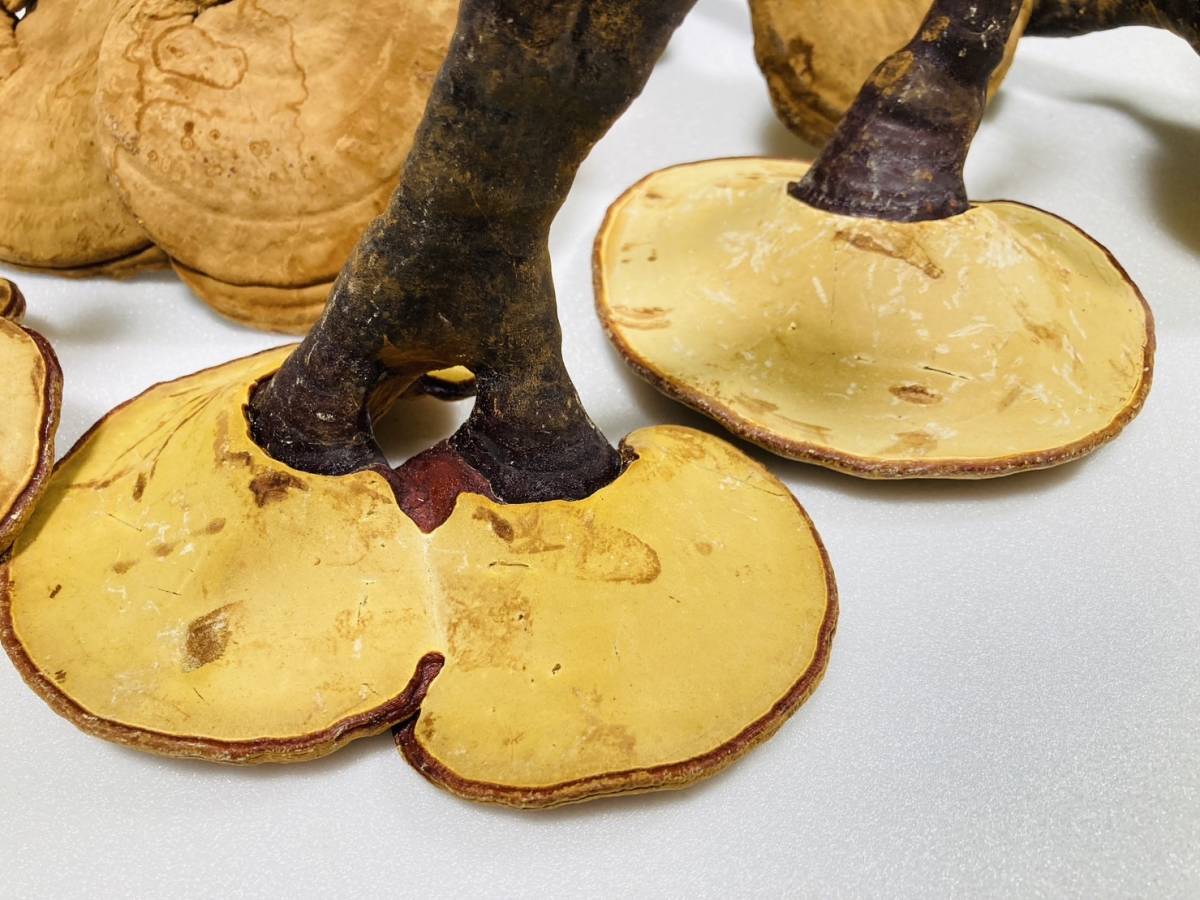 [ superior article!] bracket fungus mannentake 5 pcs set 60g rom and rear (before and after) * free shipping * 5,000 jpy ~ monkey noko deer ke mushrooms 