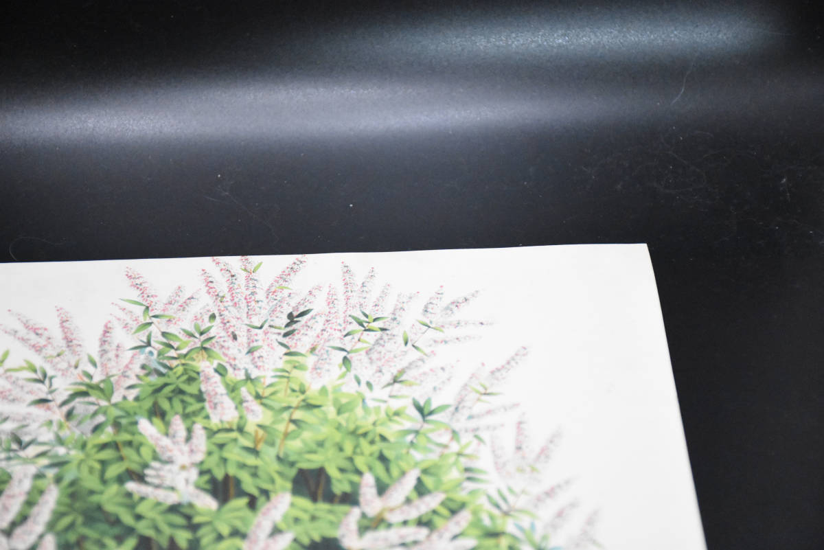 フランスアンティーク 博物画 植物画『DEUTZIA CRENATA FLORE PLENO』 多色刷り石版画　ボタニカルアート_画像4